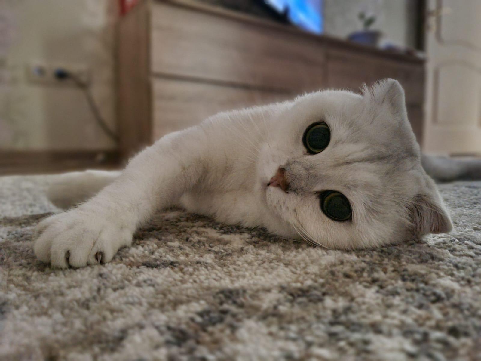 Фото В снегу и за рулем: в Новосибирске опубликовано свыше 50 фото милых питомцев к Дню кошек 49 - Сиб.ФМ Фото В снегу и за рулем: в Новосибирске опубликовано свыше 50 фото милых питомцев к Дню кошек 49